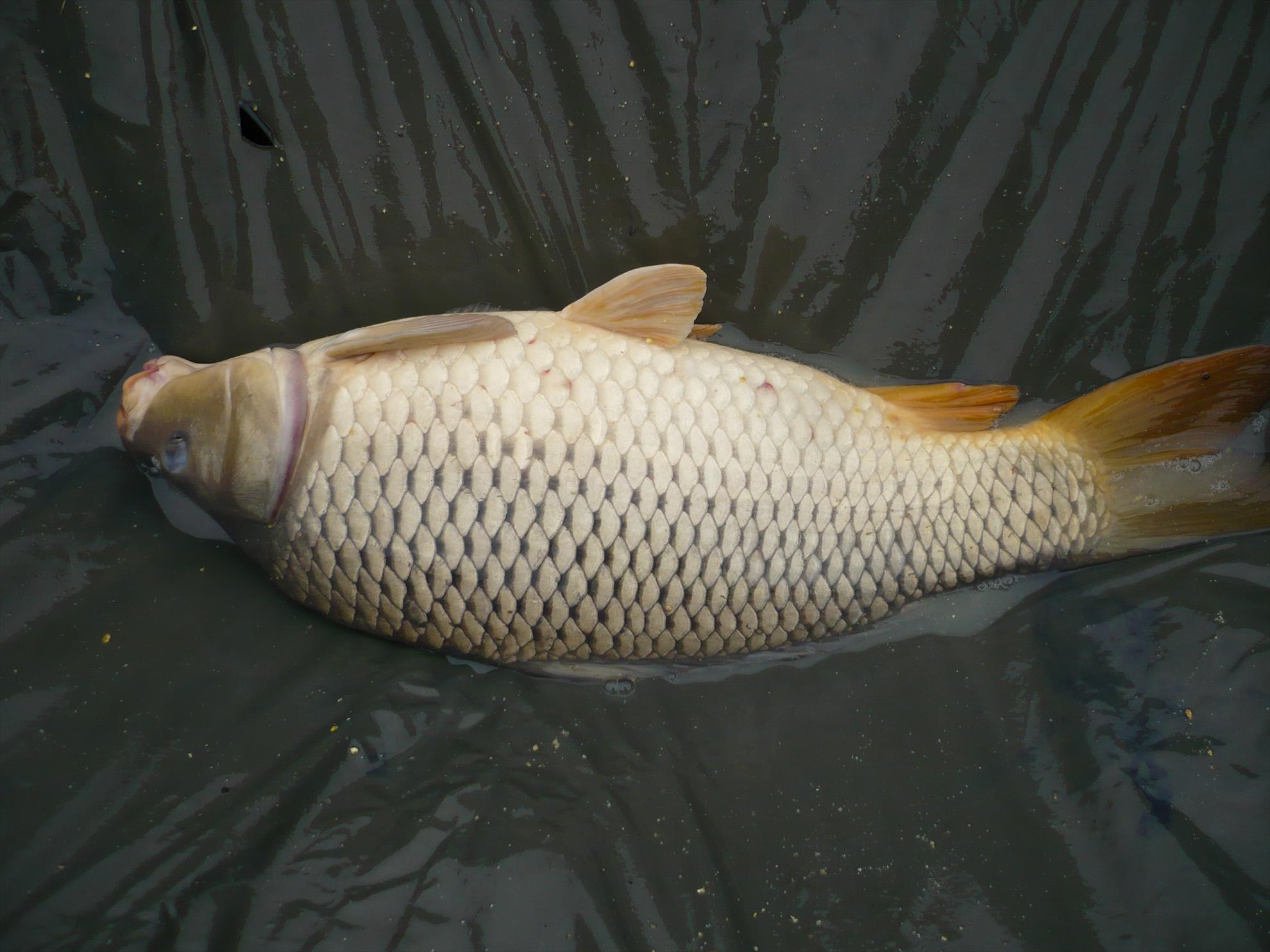 MV2 - 13.NOI.2013 - p1010927.JPG